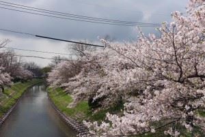 多布施川　桜3